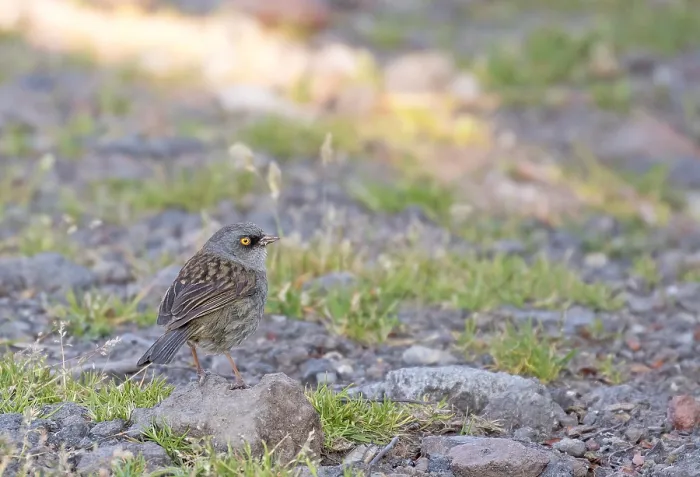Gerahmter Druck : Vulkangimpel, Junco vulcani Gerahmter Druck : Vulkangimpel, Junco vulcani