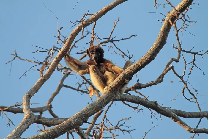 Gerahmter Druck : Von Decken's Sifaka, Propithecus deckenii
