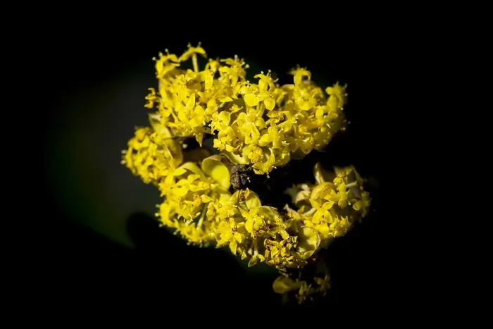 Gerahmter Druck : Frühling, Frühjahr, Blume, Wil Leurs Gerahmter Druck : Frühling, Frühjahr, Blume, Wil Leurs