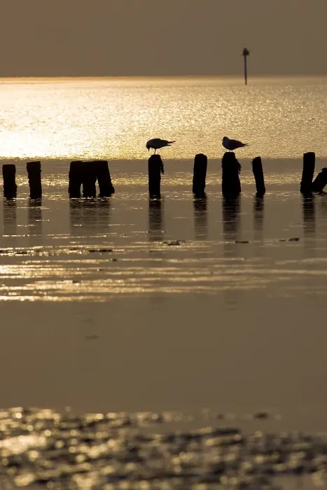 Gerahmter Druck : Waddenzee, Waddensea - Wattenmeer