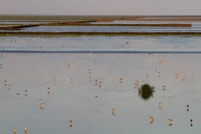 Gerahmter Druck : Waddenzee, Waddensea Gerahmter Druck : Waddenzee, Waddensea