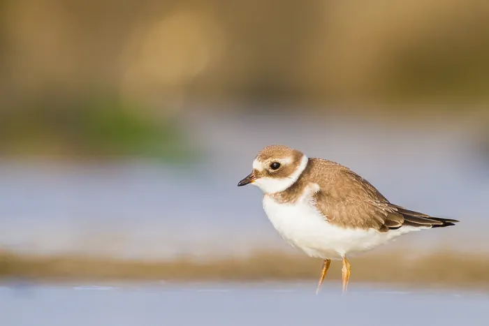 Gerahmter Druck : Wanderer, Gruppe, Migration, Vogelschar Gerahmter Druck : Wanderer, Gruppe, Migration, Vogelschar