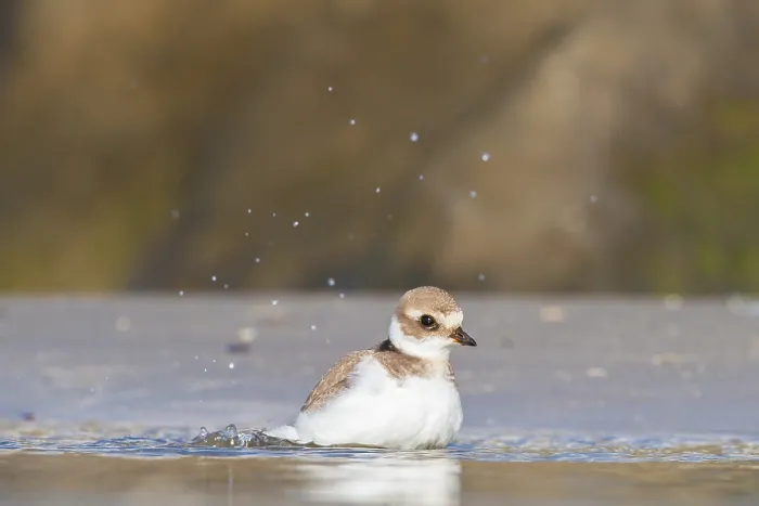 Gerahmter Druck : Wanderer, Gruppe, Migration, Vogelschar Gerahmter Druck : Wanderer, Gruppe, Migration, Vogelschar