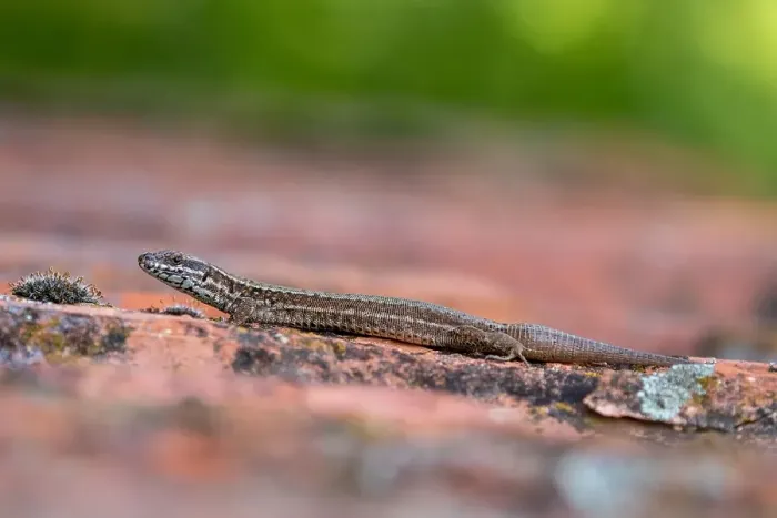 Gerahmter Druck : Wandläufer-Eidechse, Podarcis muralis Gerahmter Druck : Wandläufer-Eidechse, Podarcis muralis