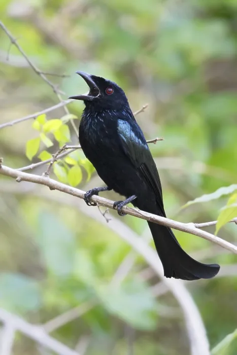 Gerahmter Druck : Wallace-Drongo, Wallace-Drongo, Dicrurus densus Gerahmter Druck : Wallace-Drongo, Wallace-Drongo, Dicrurus densus