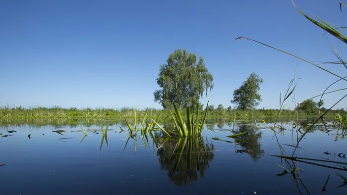 Gerahmter Druck : De Weerribben Gerahmter Druck : De Weerribben