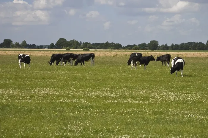 Gerahmter Druck : Weiland, Meadow Gerahmter Druck : Weiland, Meadow