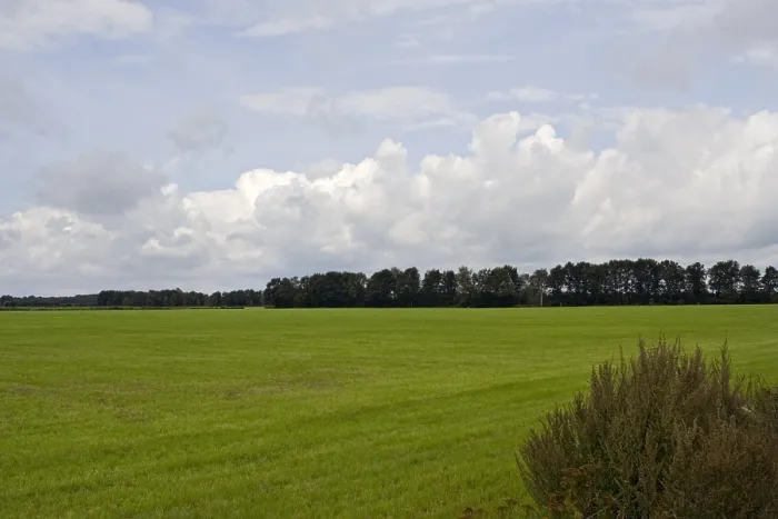 Gerahmter Druck : Weiland, Meadow Gerahmter Druck : Weiland, Meadow