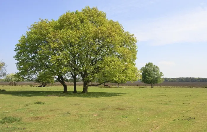 Gerahmter Druck : Westerheide Gerahmter Druck : Westerheide