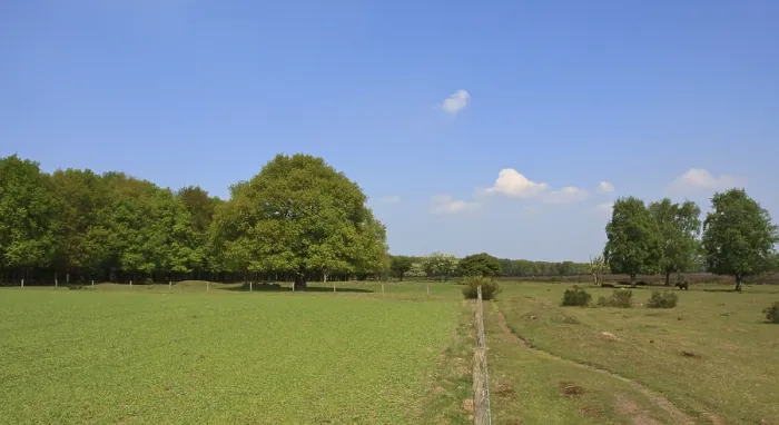Gerahmter Druck : Westerheide Gerahmter Druck : Westerheide