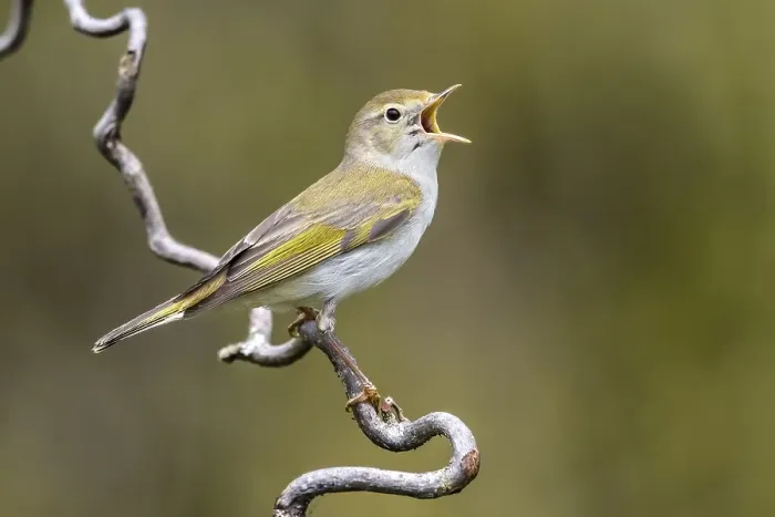 Gerahmter Druck : Westlicher Bonelli-Zürgler, Phylloscopus bonelli Gerahmter Druck : Westlicher Bonelli-Zürgler, Phylloscopus bonelli