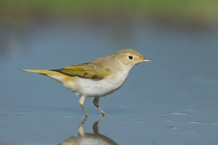 Gerahmter Druck : Westlicher Bonelli-Zaunkönig, Phylloscopus bonelli Gerahmter Druck : Westlicher Bonelli-Zaunkönig, Phylloscopus bonelli