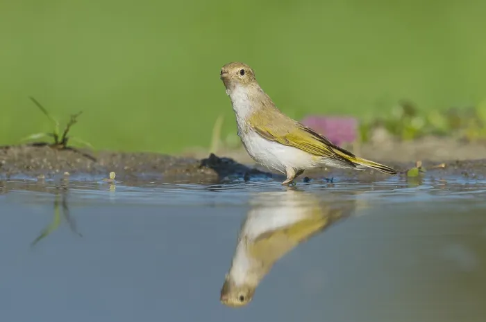 Gerahmter Druck : Westlicher Bonelli-Zürgelammer, Phylloscopus bonelli. Gerahmter Druck : Westlicher Bonelli-Zürgelammer, Phylloscopus bonelli.
