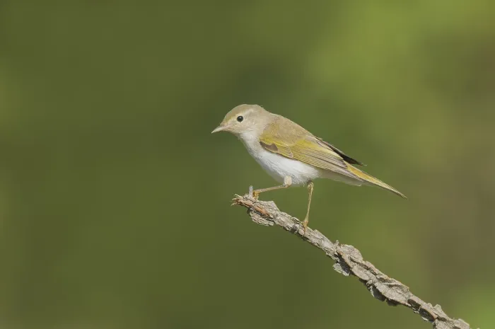 Gerahmter Druck : Westlicher Bonelli-Sänger, Phylloscopus bonelli Gerahmter Druck : Westlicher Bonelli-Sänger, Phylloscopus bonelli
