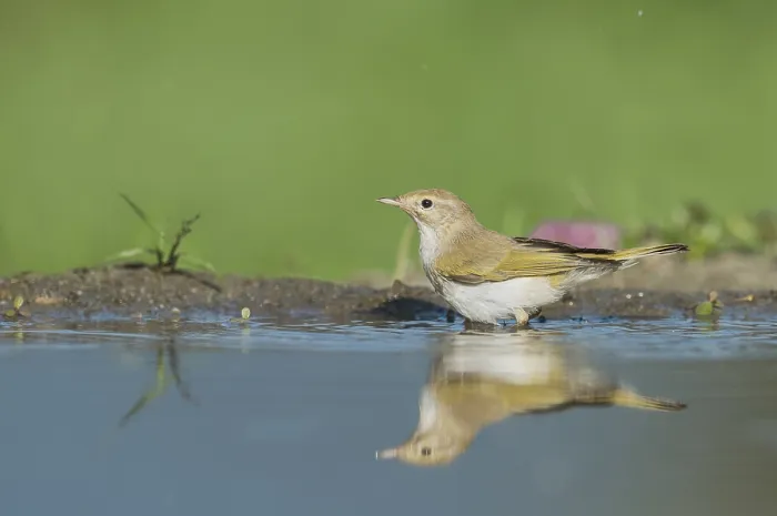 Gerahmter Druck : Westlicher Bonelli-Zürgler, Phylloscopus bonelli. Gerahmter Druck : Westlicher Bonelli-Zürgler, Phylloscopus bonelli.