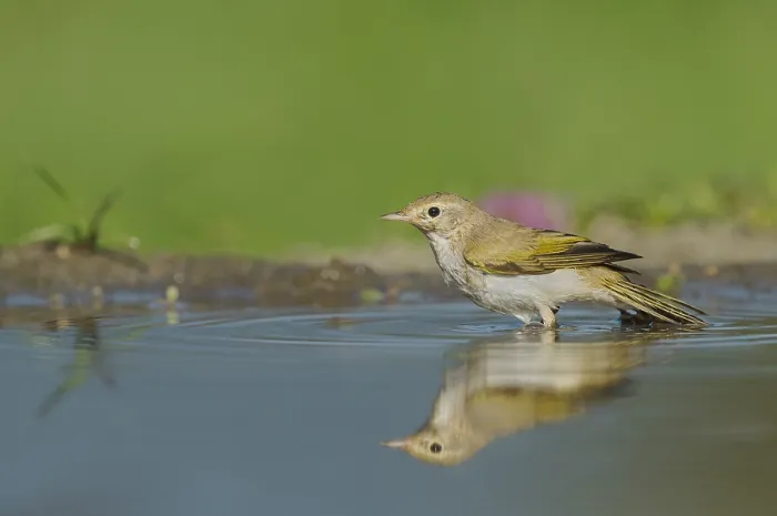 Gerahmter Druck : Westlicher Bonelli-Zaunkönig, Phylloscopus bonelli Gerahmter Druck : Westlicher Bonelli-Zaunkönig, Phylloscopus bonelli