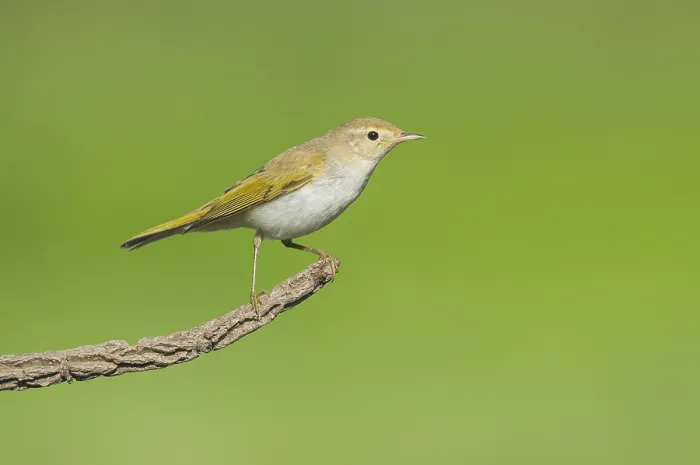 Gerahmter Druck : Westlicher Bonelli-Sänger, Phylloscopus bonelli. Gerahmter Druck : Westlicher Bonelli-Sänger, Phylloscopus bonelli.