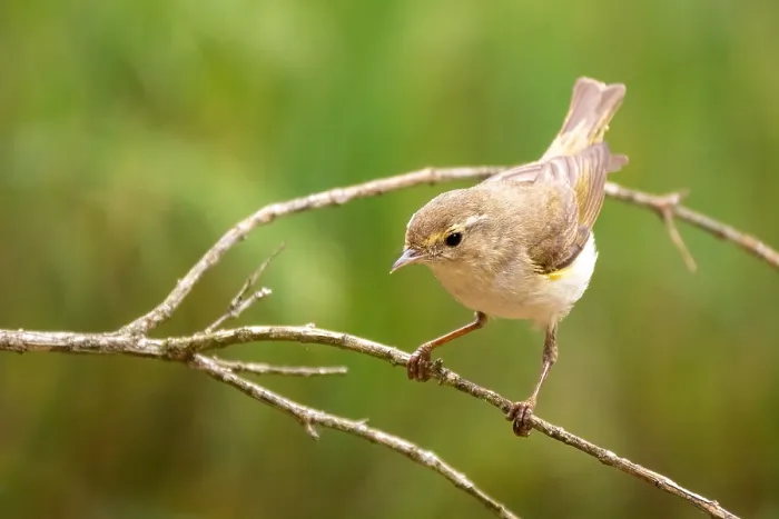 Gerahmter Druck : Westlicher Bonelli-Sänger, Phylloscopus bonelli Gerahmter Druck : Westlicher Bonelli-Sänger, Phylloscopus bonelli