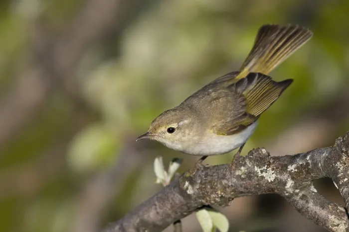 Gerahmter Druck : Westlicher Bonelli's Zaunkönig, Phylloscopus bonelli Gerahmter Druck : Westlicher Bonelli's Zaunkönig, Phylloscopus bonelli