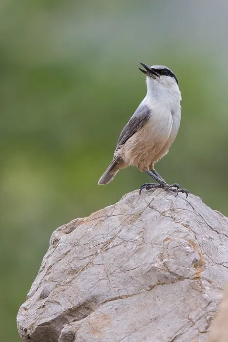 Gerahmter Druck : Western Rock-Nuthatch