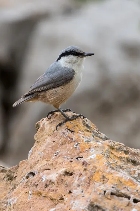 Gerahmter Druck : Westlicher Berg-Nuthatch Gerahmter Druck : Westlicher Berg-Nuthatch