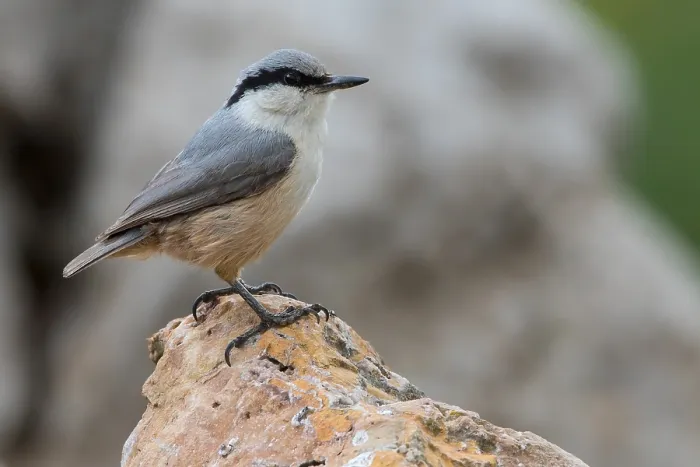 Gerahmter Druck : Westlicher Berg-Nuthatch