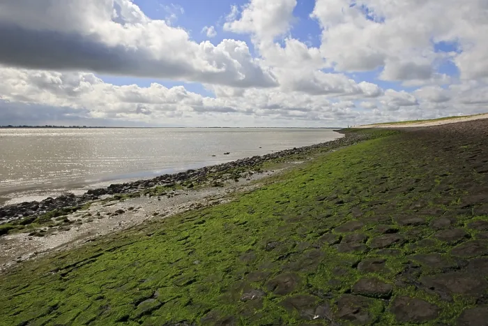 Gerahmter Druck : Westerschelde Gerahmter Druck : Westerschelde