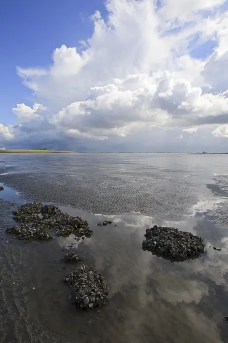Gerahmter Druck : Westerschelde Gerahmter Druck : Westerschelde