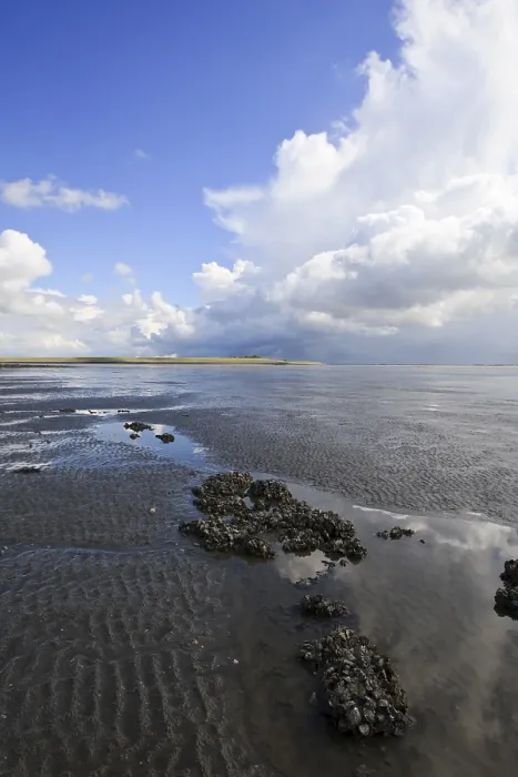 Gerahmter Druck : Westerschelde Gerahmter Druck : Westerschelde