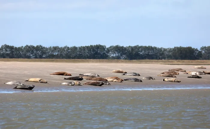 Gerahmter Druck : Westerschelde, Gemeine Seehunde. Gerahmter Druck : Westerschelde, Gemeine Seehunde.