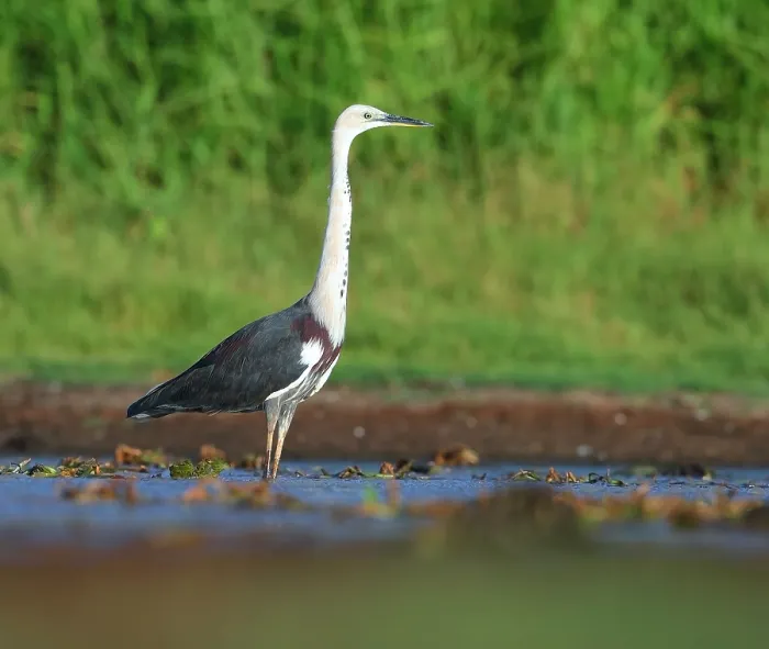 Gerahmter Druck : Weißhalsreiher, Ardea pacifica Gerahmter Druck : Weißhalsreiher, Ardea pacifica