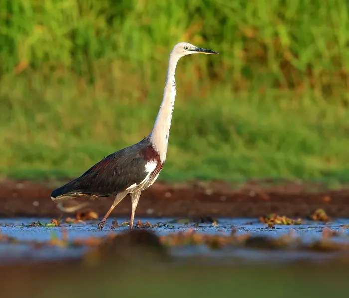Gerahmter Druck : Weißhalsreiher, Ardea pacifica