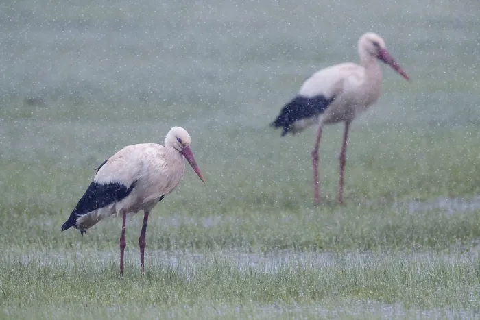 Gerahmter Druck : Weißer Storch Gerahmter Druck : Weißer Storch