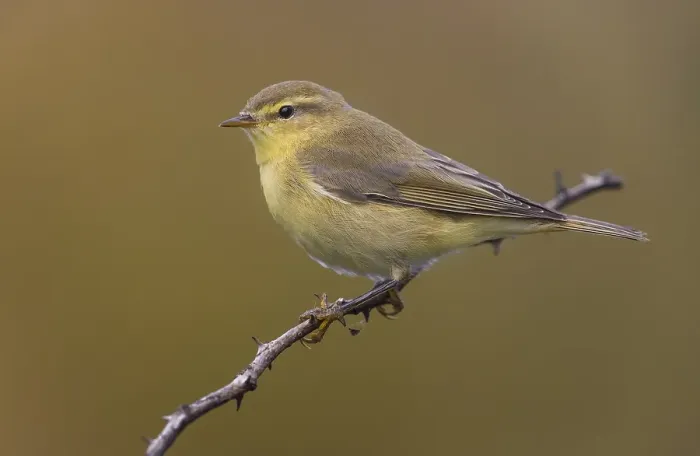 Gerahmter Druck : Weisshauchsänger, Phylloscopus trochilus Gerahmter Druck : Weisshauchsänger, Phylloscopus trochilus