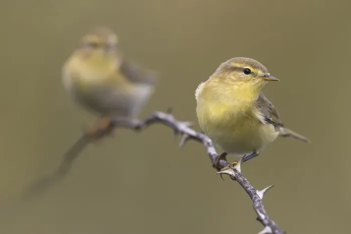 Gerahmter Druck : Weisshauchsänger, Phylloscopus trochilus. Gerahmter Druck : Weisshauchsänger, Phylloscopus trochilus.