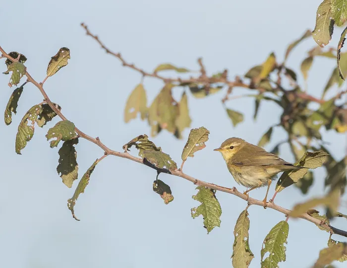 Gerahmter Druck : Weisssingammer, Phylloscopus trochilus Gerahmter Druck : Weisssingammer, Phylloscopus trochilus