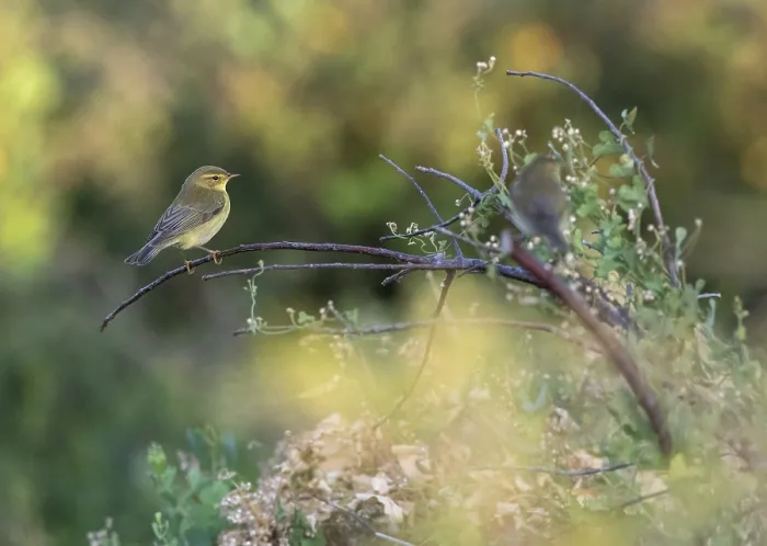 Gerahmter Druck : Weisssingammer, Phylloscopus trochilus. Gerahmter Druck : Weisssingammer, Phylloscopus trochilus.