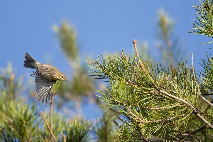 Gerahmter Druck : Weisshauchenspötter, Phylloscopus trochilus. Gerahmter Druck : Weisshauchenspötter, Phylloscopus trochilus.