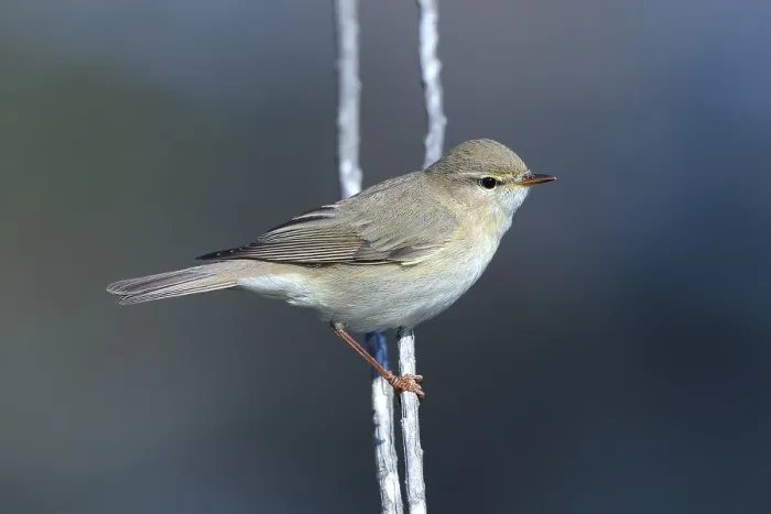 Gerahmter Druck : Weisshauchsänger, Phylloscopus trochilus Gerahmter Druck : Weisshauchsänger, Phylloscopus trochilus