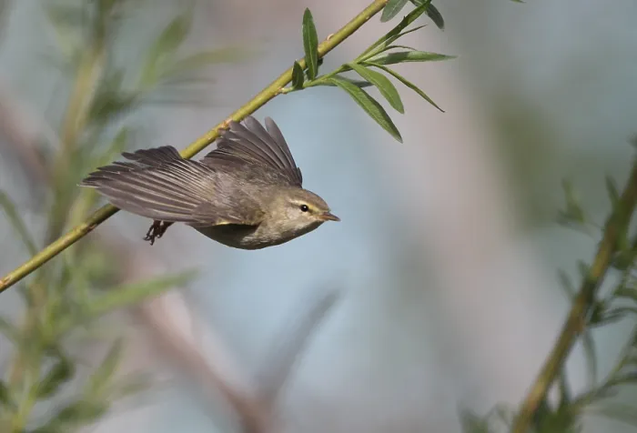 Gerahmter Druck : Weisssingammer, Phylloscopus trochilus Gerahmter Druck : Weisssingammer, Phylloscopus trochilus