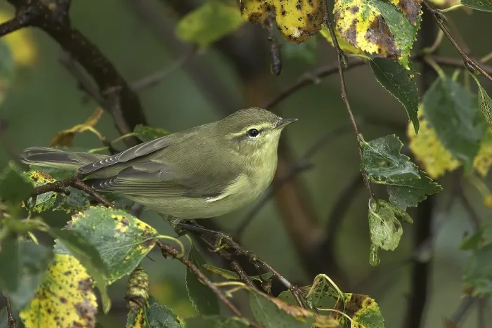 Gerahmter Druck : Weisssingammer, Phylloscopus trochilus Gerahmter Druck : Weisssingammer, Phylloscopus trochilus