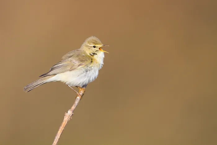 Gerahmter Druck : Weisshauchsänger, Phylloscopus trochilus Gerahmter Druck : Weisshauchsänger, Phylloscopus trochilus
