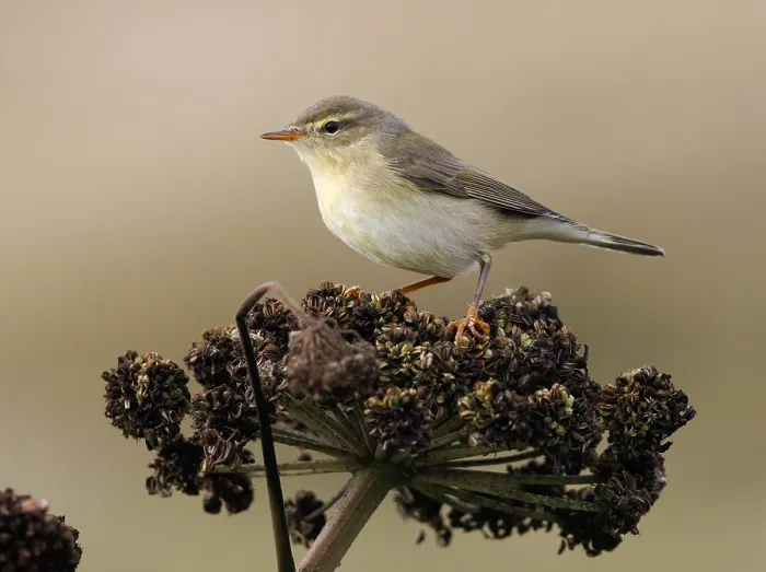 Gerahmter Druck : Weisshauchsänger, Phylloscopus trochilus.