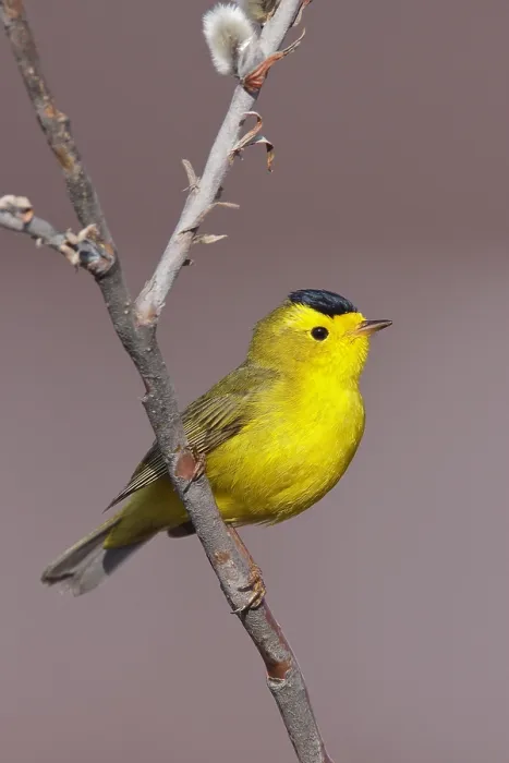 Gerahmter Druck : Wilsons Zanger, Wilsons Schlaganflugenschnäpper, Cardellina pusilla Gerahmter Druck : Wilsons Zanger, Wilsons Schlaganflugenschnäpper, Cardellina pusilla
