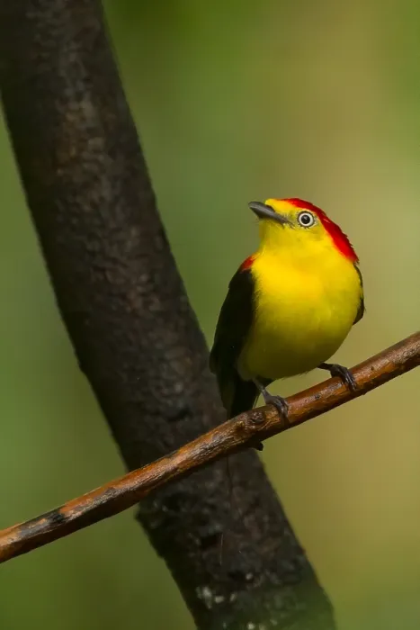 Gerahmter Druck : Drahtschwanz-Manakin Gerahmter Druck : Drahtschwanz-Manakin