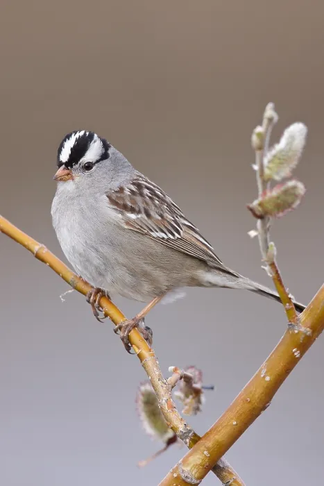 Gerahmter Druck : Witkruingors, Weißschwanz-Sperling, Zonotrichia leucophrys Gerahmter Druck : Witkruingors, Weißschwanz-Sperling, Zonotrichia leucophrys