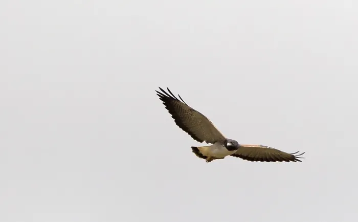 Gerahmter Druck : Witstaartbuizerd, Weißschwanzbussard, Geranoaetus albicaudatus Gerahmter Druck : Witstaartbuizerd, Weißschwanzbussard, Geranoaetus albicaudatus