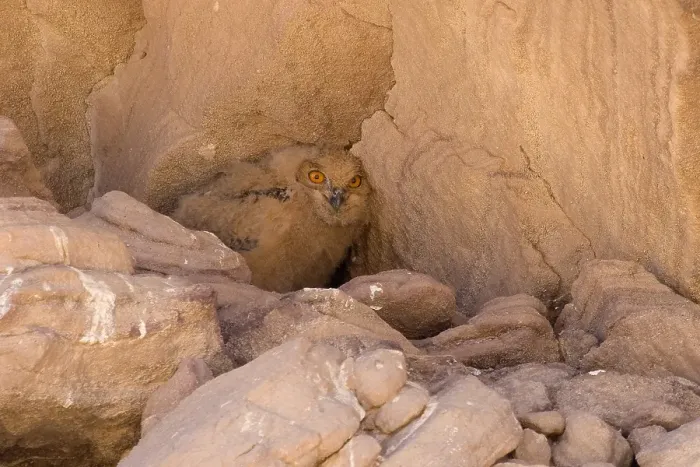 Gerahmter Druck : Wüstenohr, Pharao-Eule, Bubo ascalaphus Gerahmter Druck : Wüstenohr, Pharao-Eule, Bubo ascalaphus