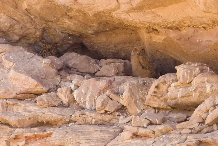 Gerahmter Druck : Wüstenohr-Oehoe, Pharao Eule-Uhu, Bubo ascalaphus Gerahmter Druck : Wüstenohr-Oehoe, Pharao Eule-Uhu, Bubo ascalaphus