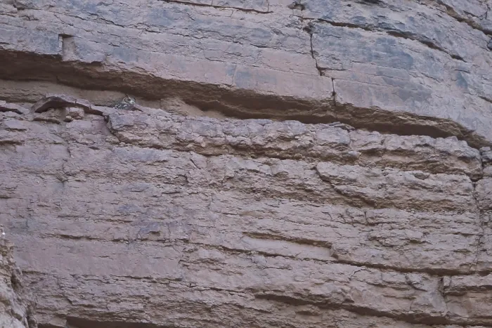Gerahmter Druck : Wüstenohr-Eule, Pharao-Sperber, Bubo ascalaphus